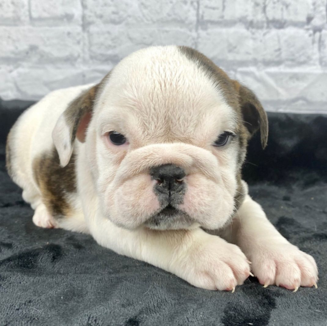 comprar cachorros sanos, baratos y asequibles para la venta